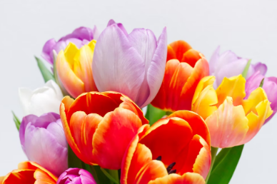 Die Kunst, für jeden Anlass den perfekten Blumenstrauß auszuwählen: Ein umfassender Leitfaden - Nachrichtenbild auf imei.info